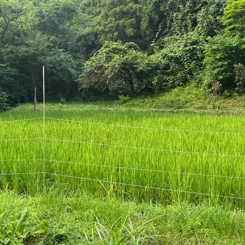 【数量限定】令和7年度 気仙沼の里山のお米 あきたこまち 農家直送米
