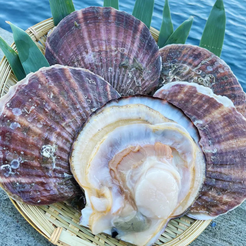 【数量限定】気仙沼大島「島のホタテ」剥きナイフ付セット 漁師直送(冷蔵品)