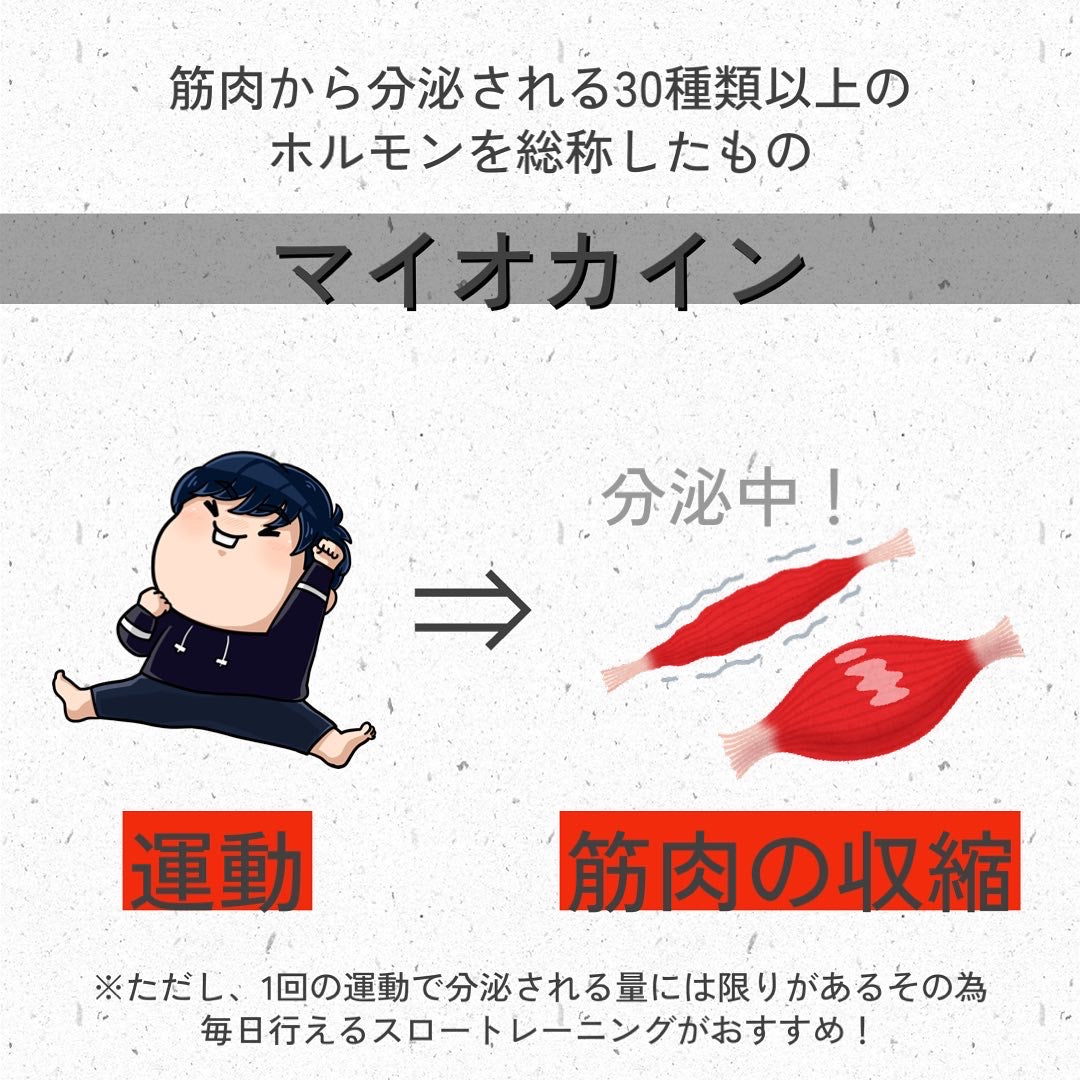 筋肉から分泌されるマイオカインってなに？