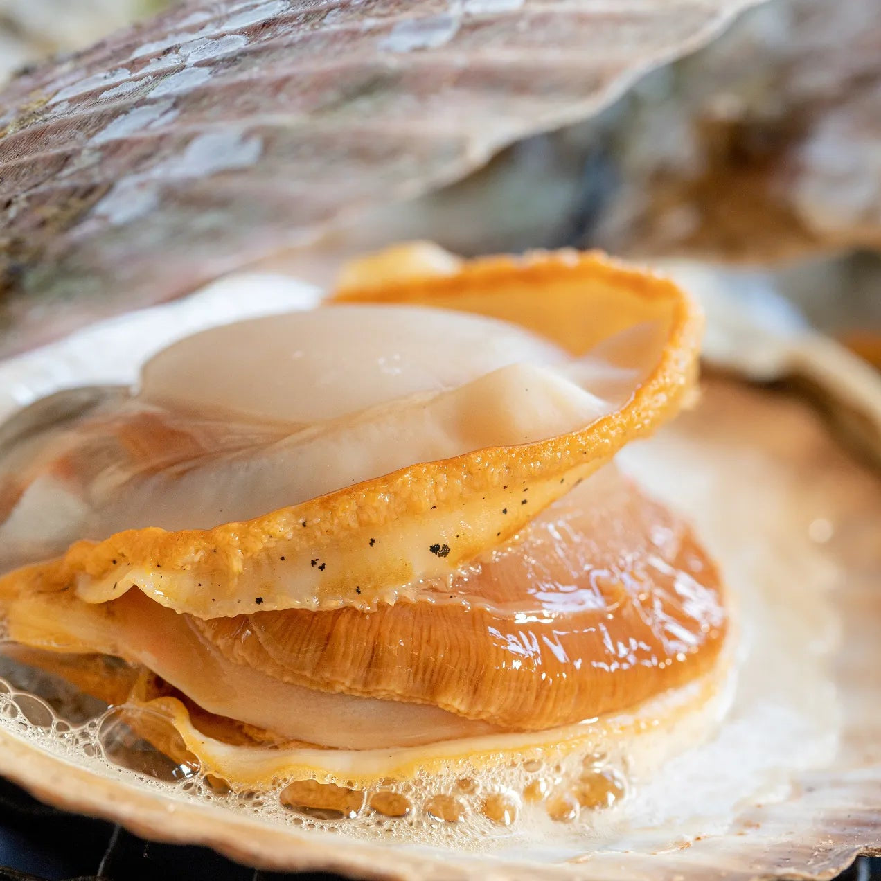 【数量限定】気仙沼大島「島のホタテ」剥きナイフ付セット 漁師直送（冷蔵品）